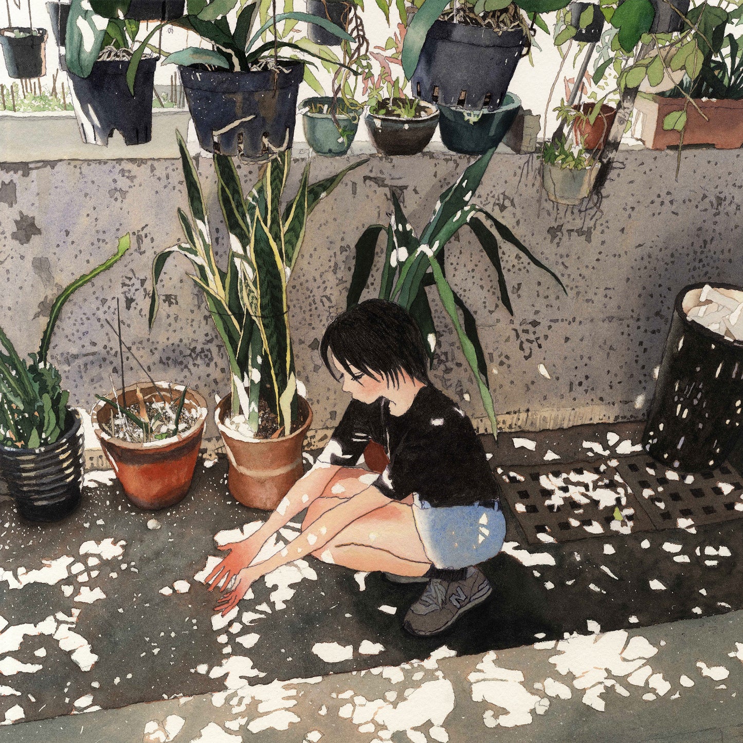 산세베리아