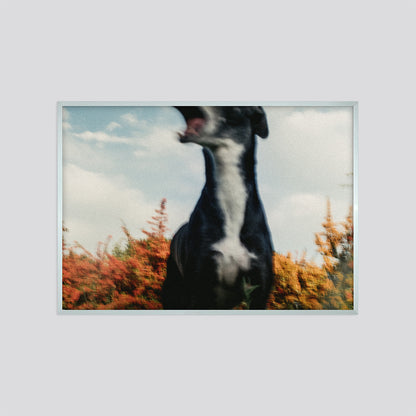 LILA