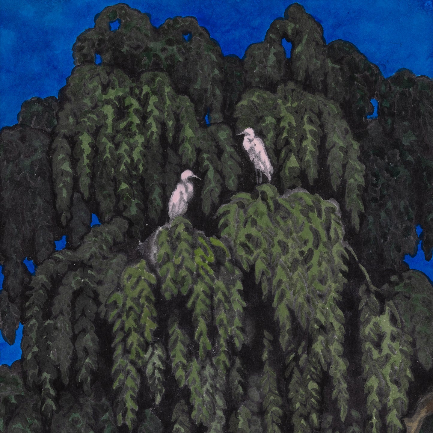 Birds